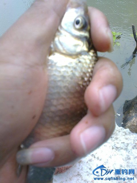 Ƭ0184.jpg