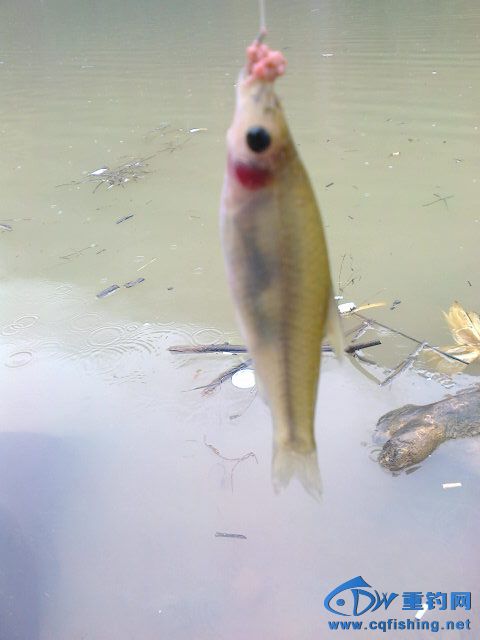 Ƭ0191.jpg