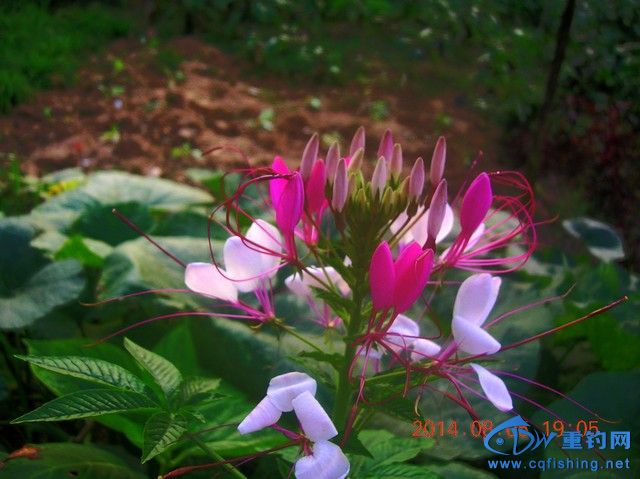 DSCN8008.JPG