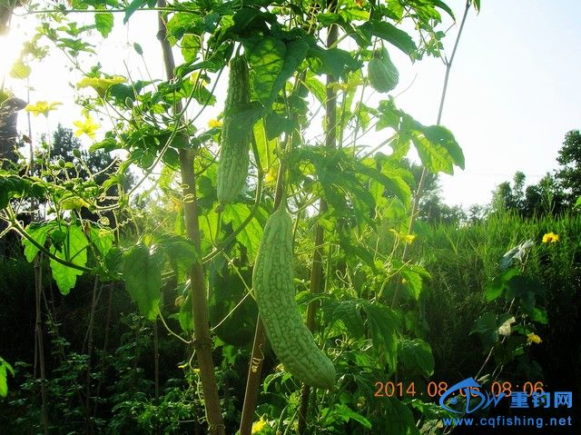 DSCN8061.JPG