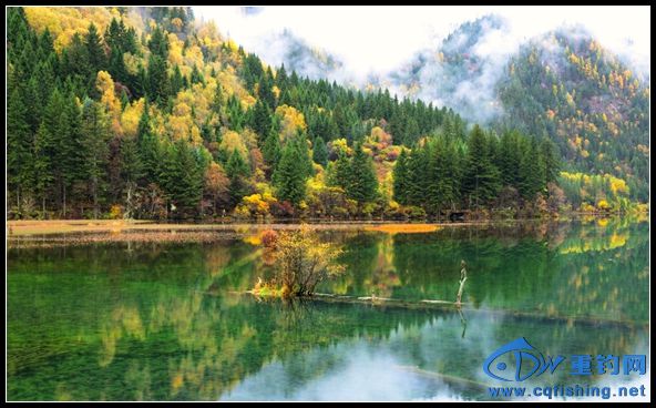 jiuzai  (1).jpg