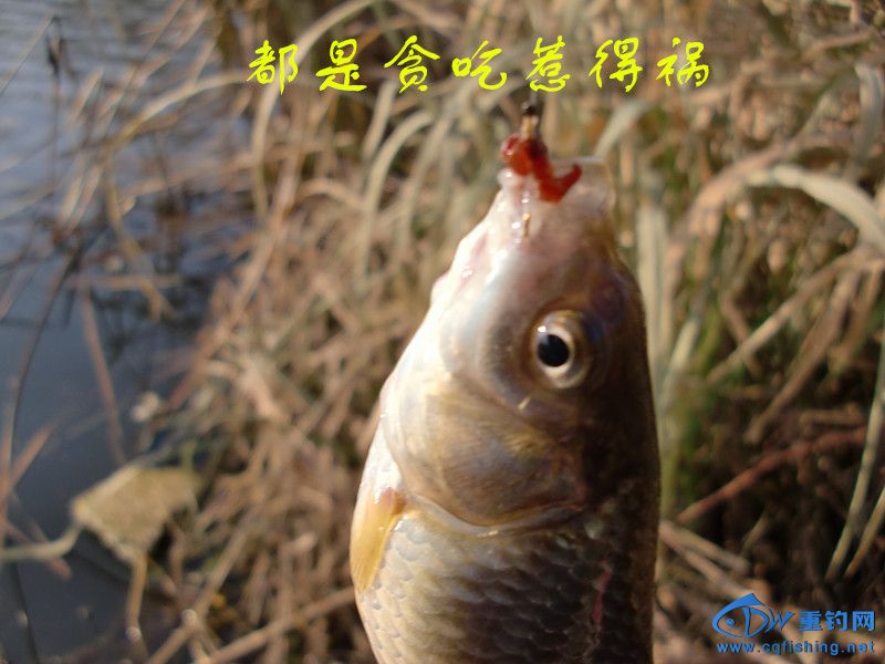 CIMG0462_.jpg