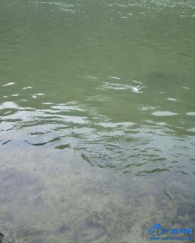 dd03.jpg
