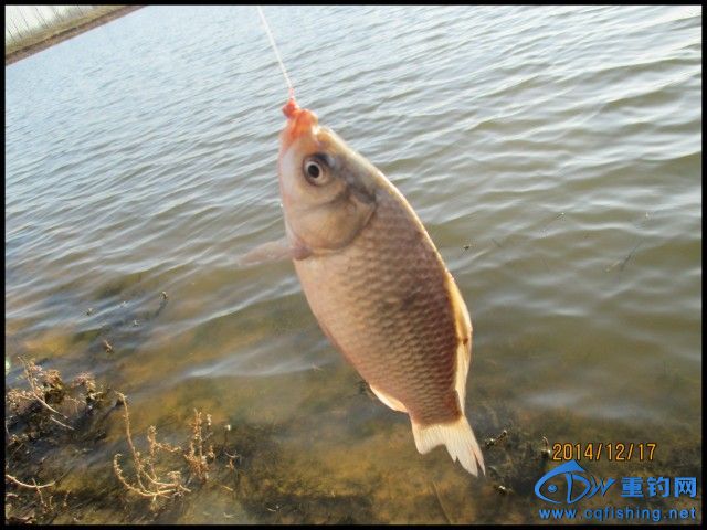 conew_img_0158.jpg