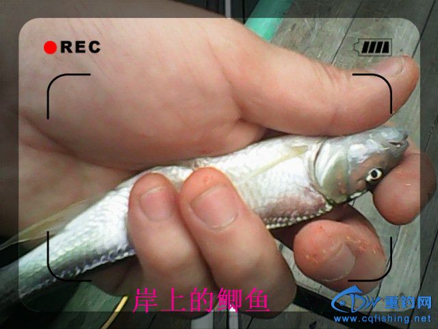 IMG00124.jpg