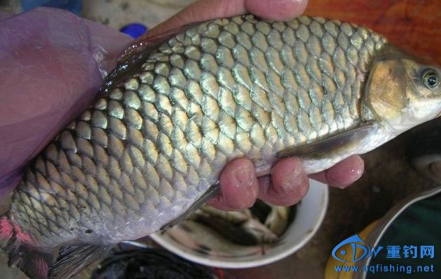 222058lsauzl03abwu09s0[1].jpg
