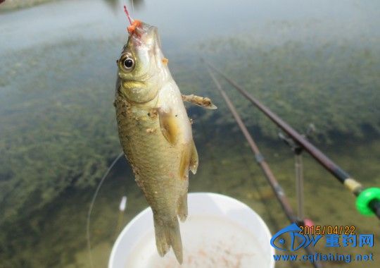 conew_img_0560.jpg