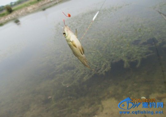 conew_img_0567.jpg