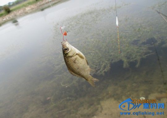 conew_img_0568.jpg