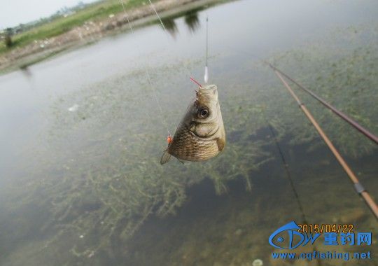 conew_img_0576.jpg