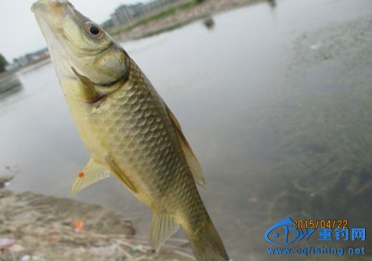conew_img_0578.jpg