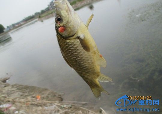conew_img_0579.jpg