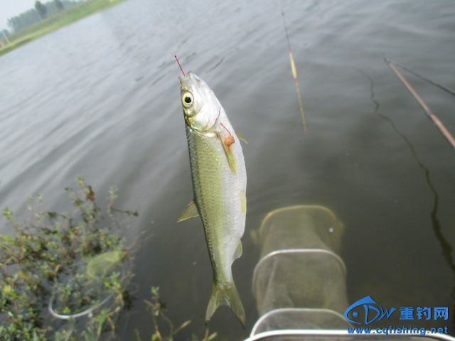 IMG_0803.JPG