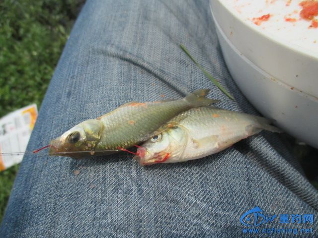 IMG_0816.JPG