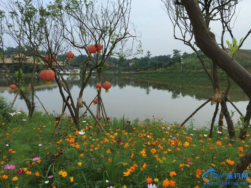 羰