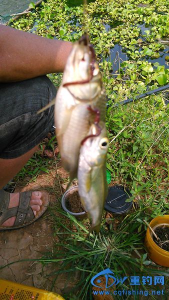 IMG_20150622_154114.jpg