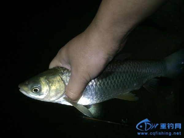 IMG_1260.jpg