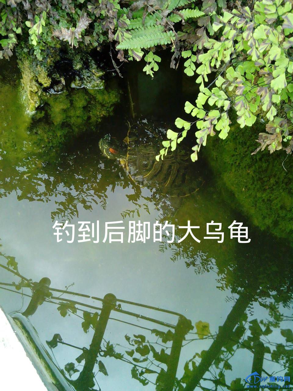 155716o9d9hec6c1ttmss9.jpg