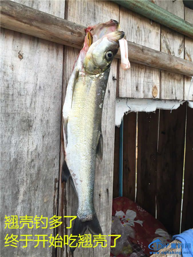 IMG_4710.jpg