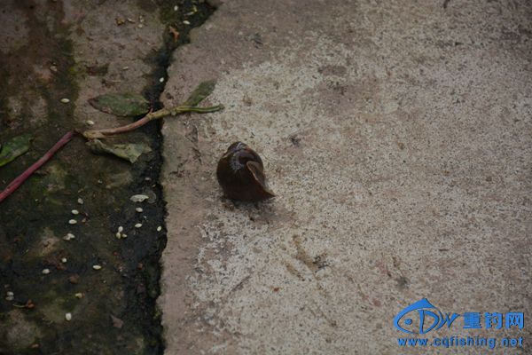 DSC_4909.JPG
