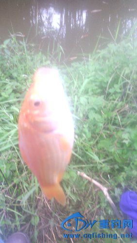 IMG_20151115_123658.jpg