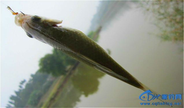 照片 1434_meitu_22.jpg