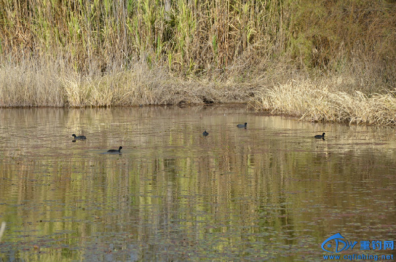 DSC_2094.JPG
