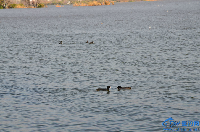 DSC_2134.JPG