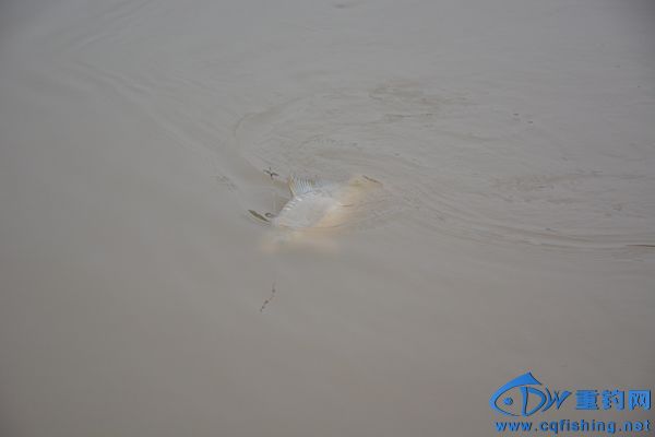DSC_0320.JPG