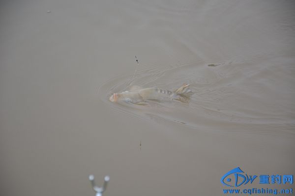 DSC_0321.JPG