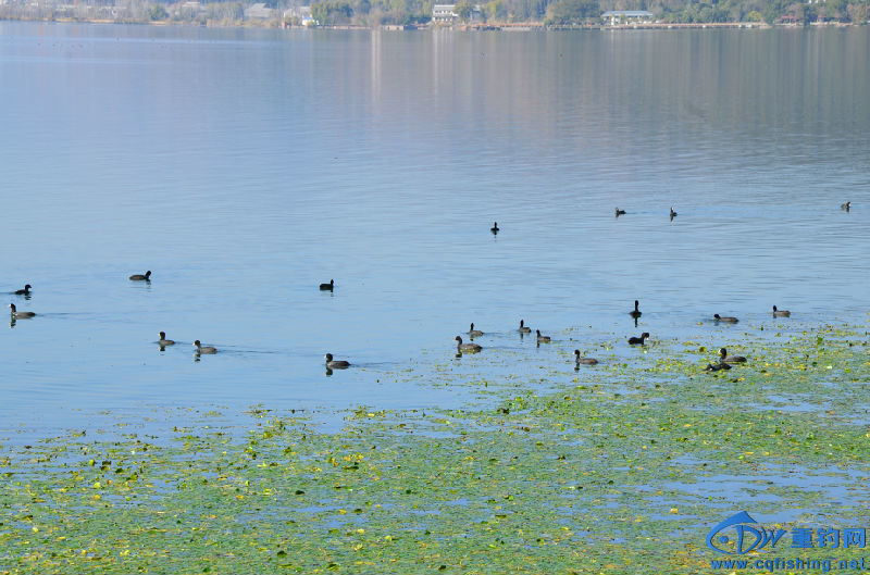 DSC_2192.JPG