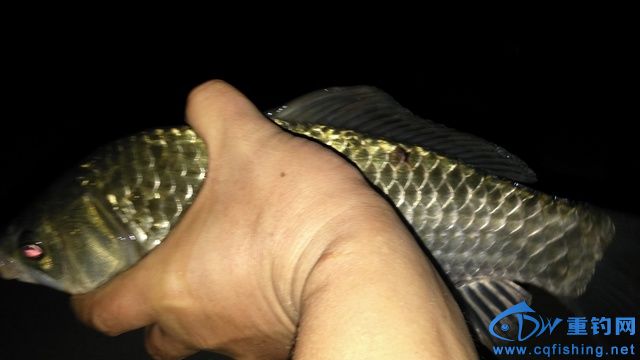IMG_20151019_002305.jpg