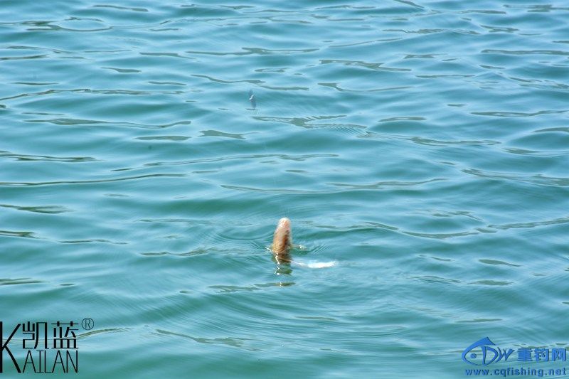 DSC_1762.jpg