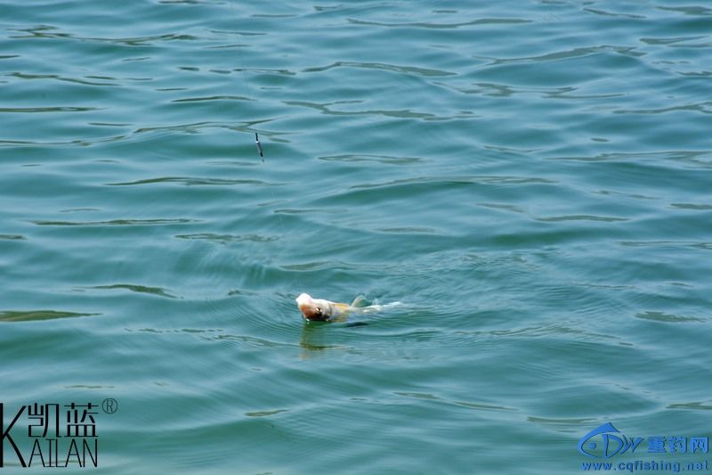 DSC_1763.jpg