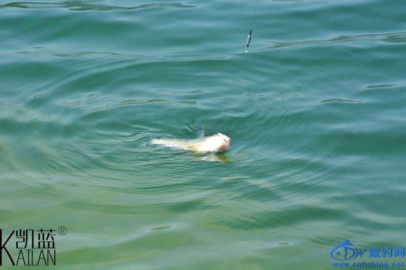 DSC_1766.jpg