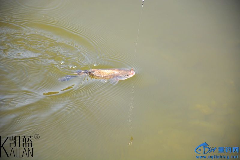 DSC_1832.jpg
