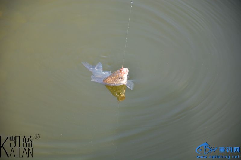 DSC_1833.jpg