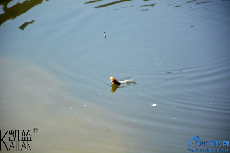 DSC_1895.jpg