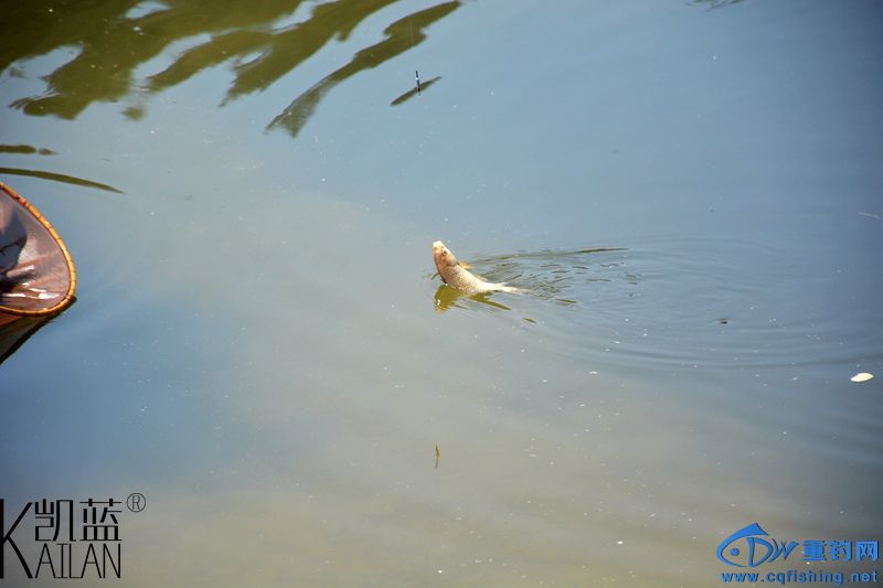 DSC_1896.jpg
