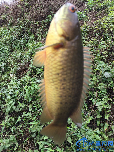 IMG_2589.JPG