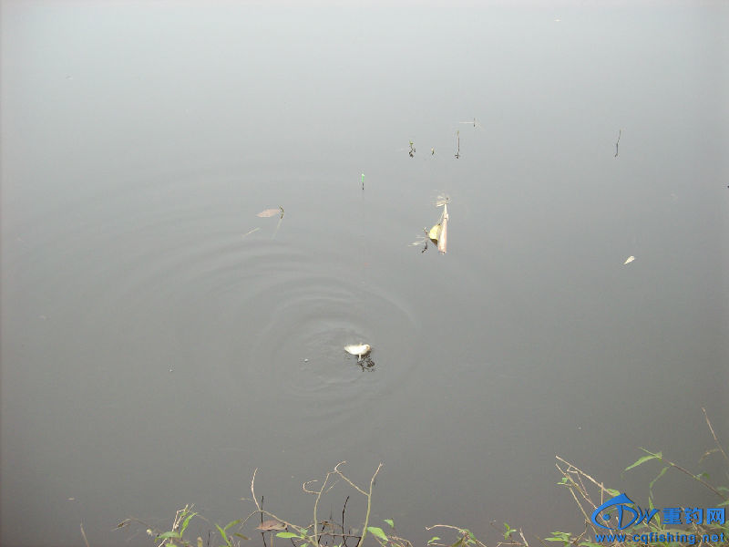 IMG05290.JPG
