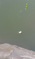 2016-07-21_172946.png