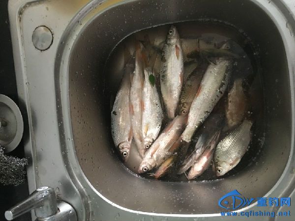 IMG_0982.JPG