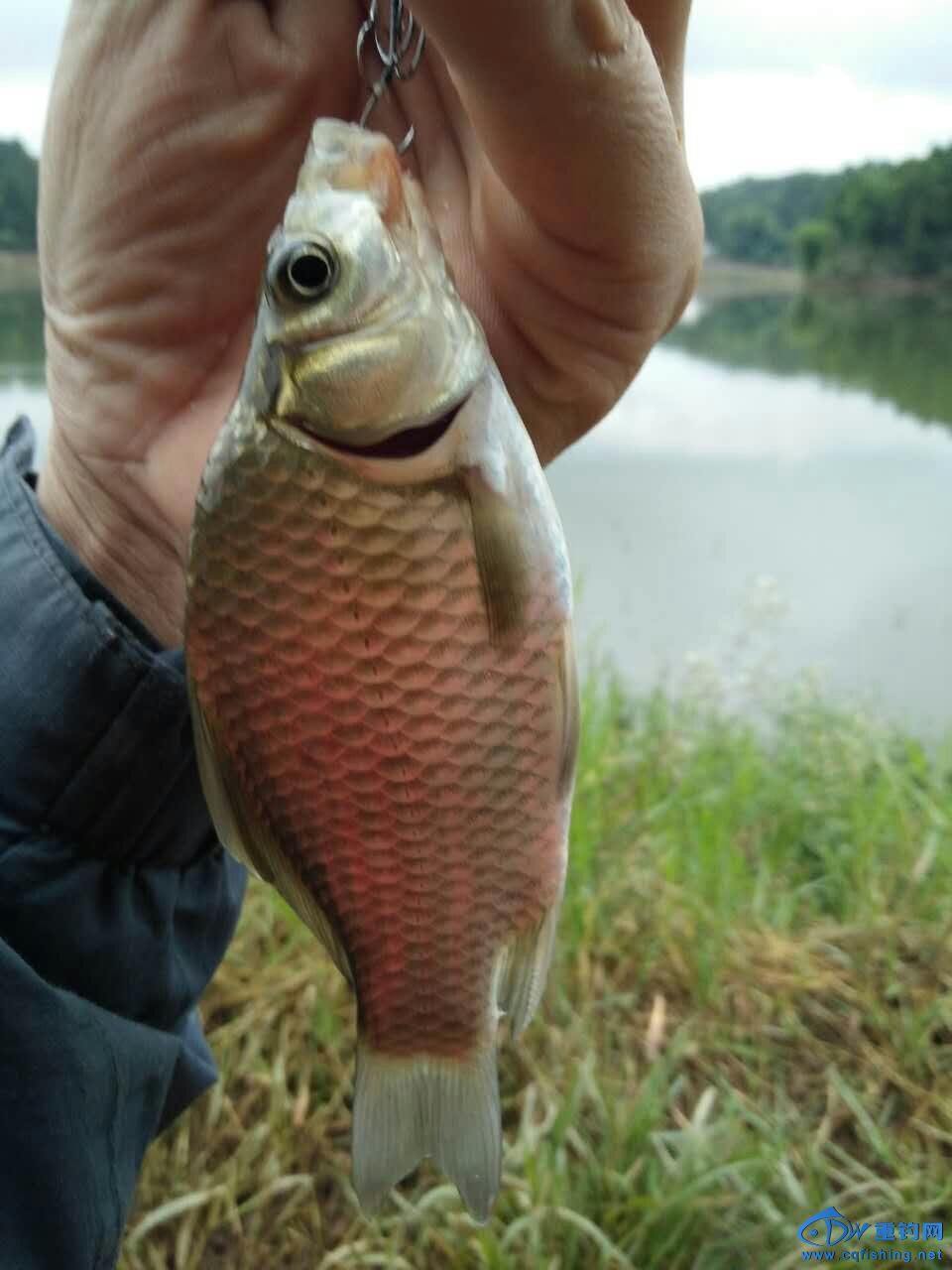 mmexport1476762063841.jpg