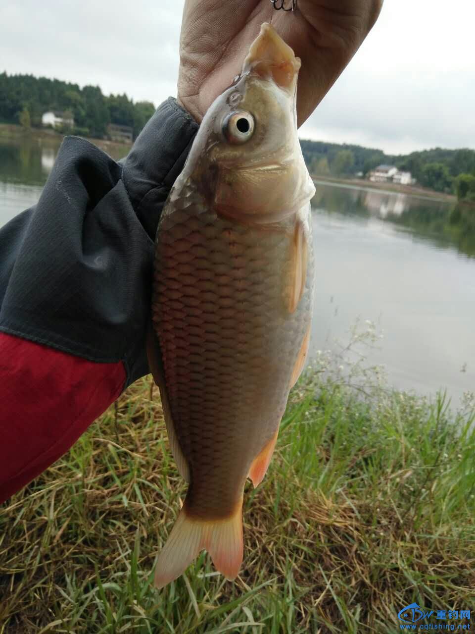mmexport1476762068346.jpg