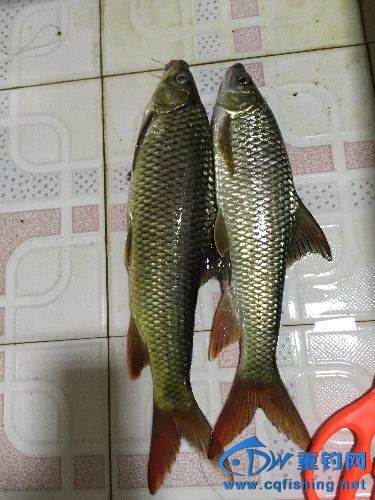 image.jpeg