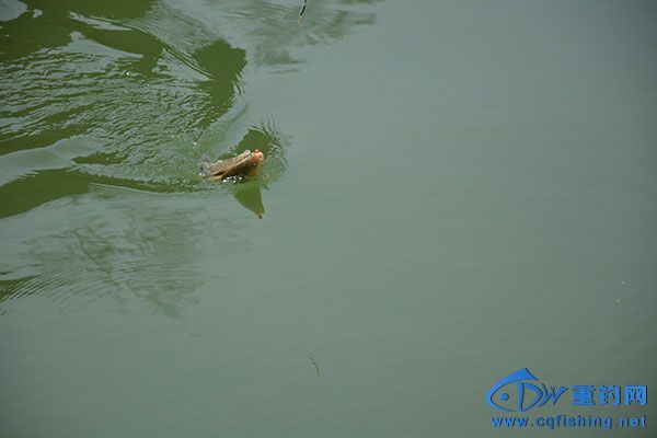 DSC_5218.JPG