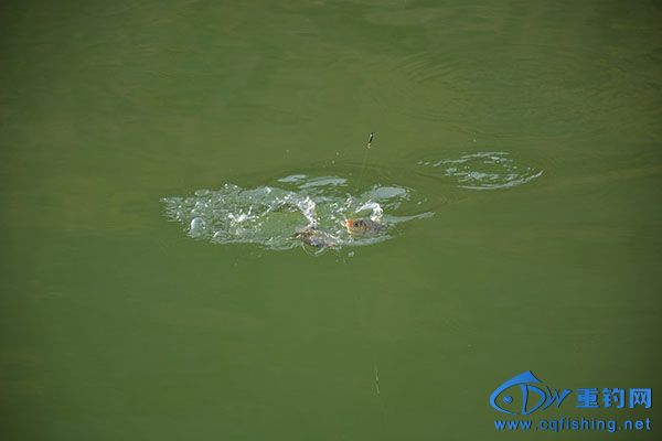 DSC_5215.JPG