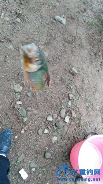 172251ebeb74bz8pe2umum.jpg