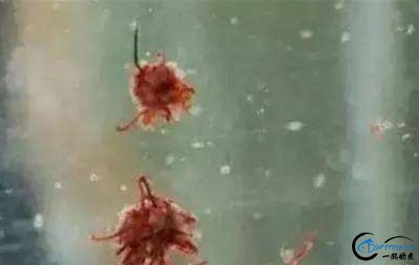 Ұ㣬鸡ʹü-3.jpg